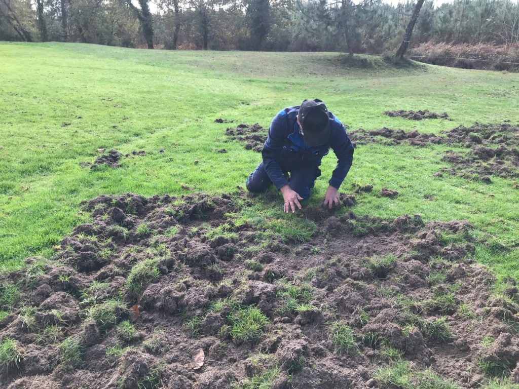 Golf Mont-de-Marsan ravagé par les sangliers.