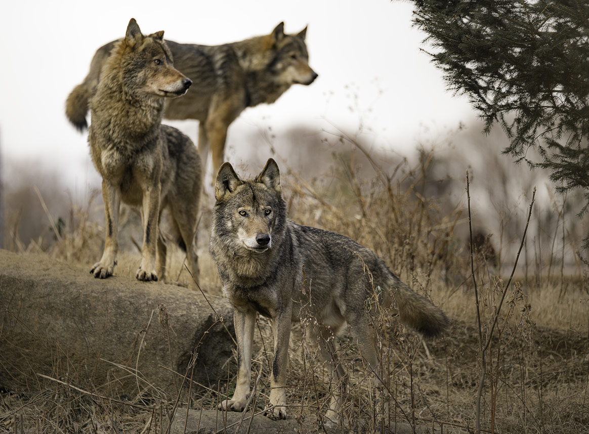 L’origine surprenante du loup abattu dans les Vosges