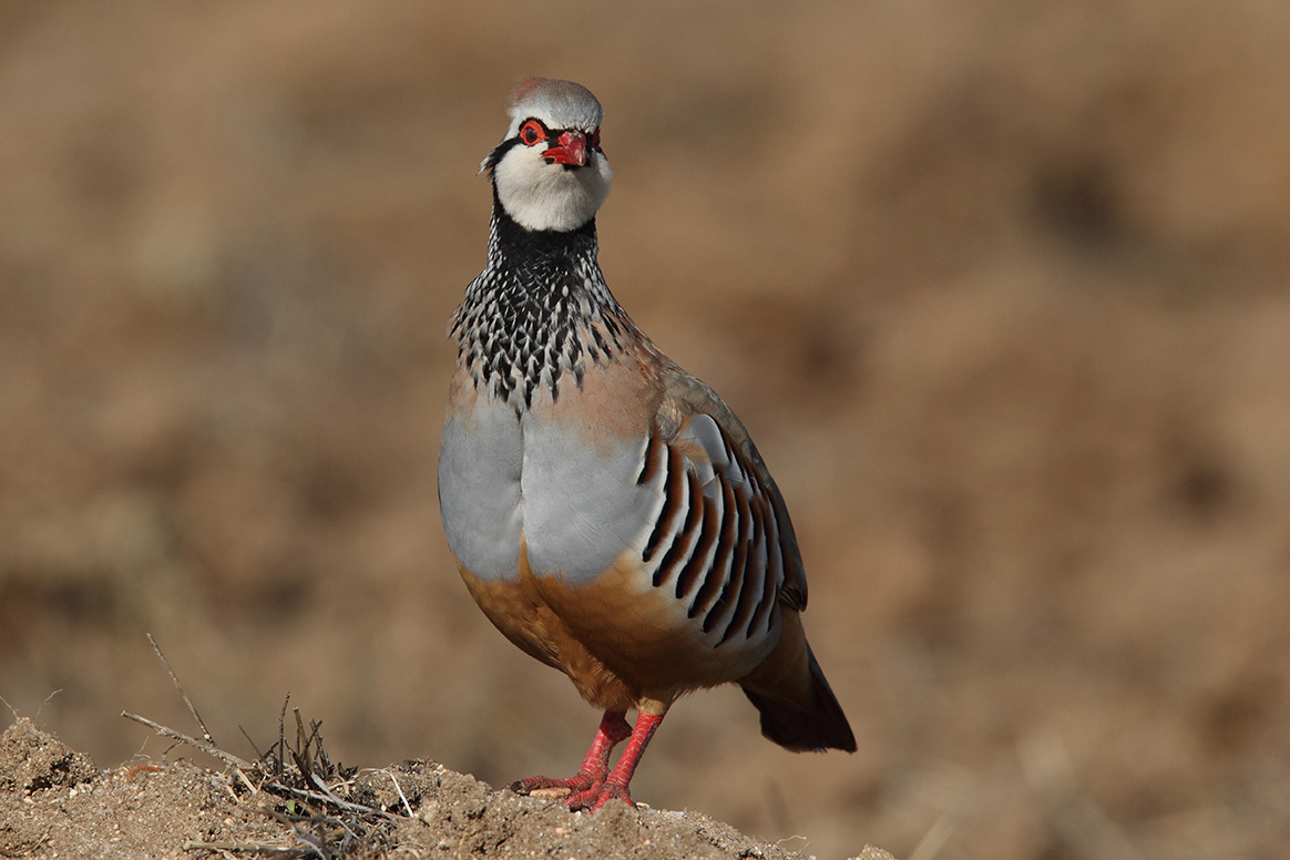 Loi Européenne sur la restauration de la nature, quel impact pour les chasseurs?