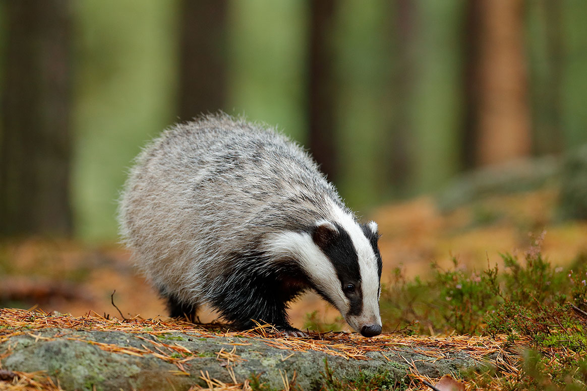 Dix associations portent plainte contre l’État Français pour la chasse du blaireau