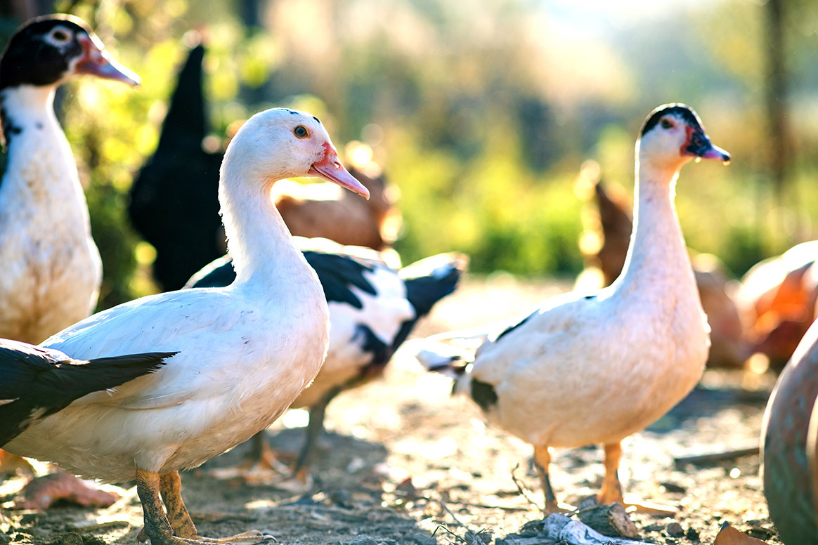Grippe aviaire : Le niveau de risque passe à modéré en France