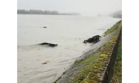 Vidéo Sanglier qui traversent la Seine à la nage