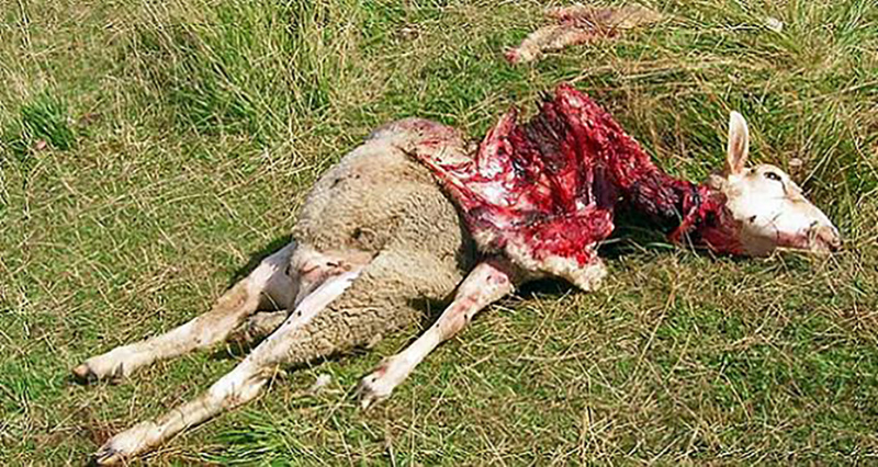 Loups : carnage dans les élevages de Hautes-Saône