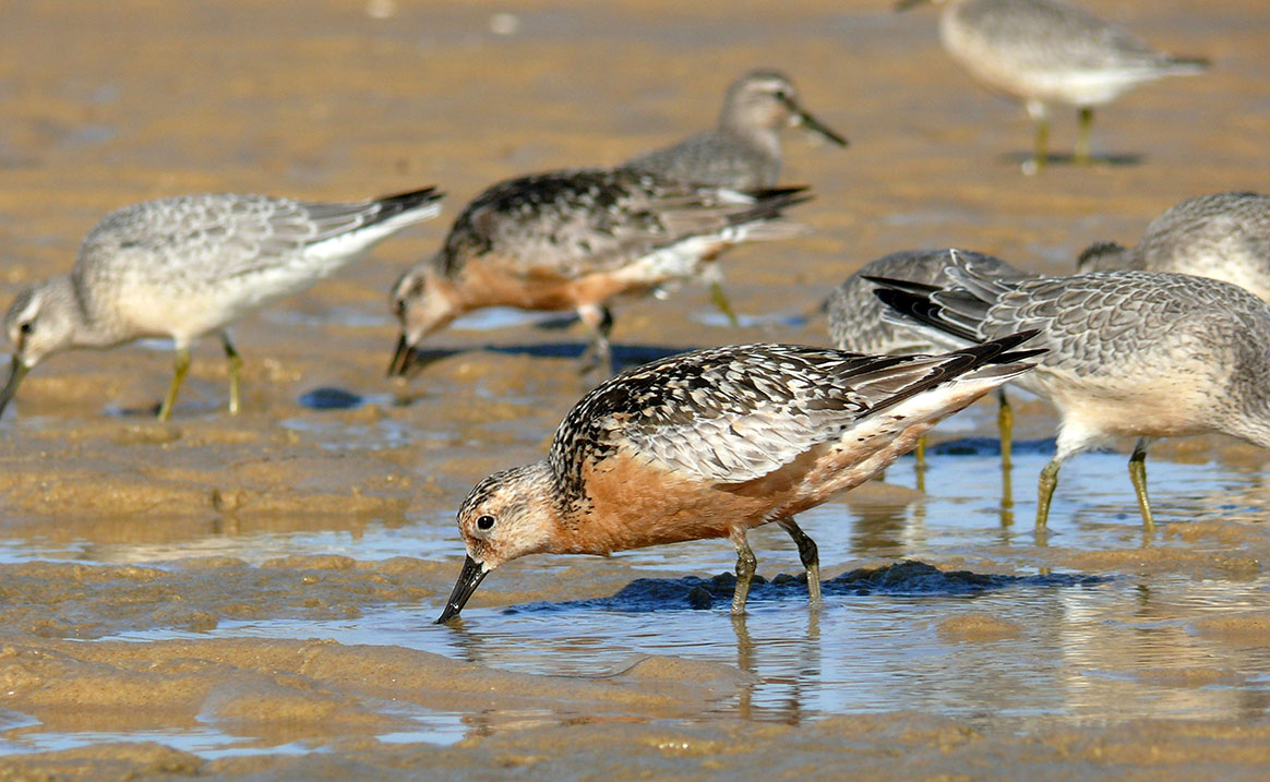 70 oiseaux morts retrouvés sur le littoral : le spectre de la grippe aviaire