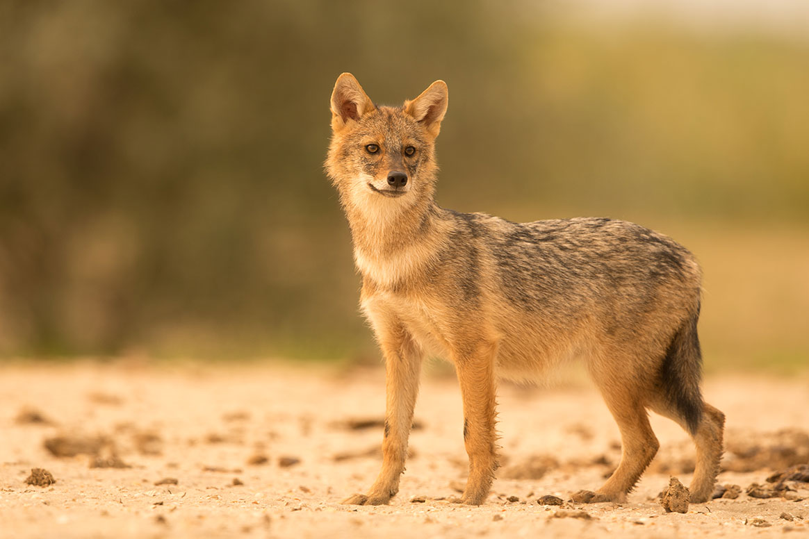 La présence du chacal doré confirmée en Bretagne