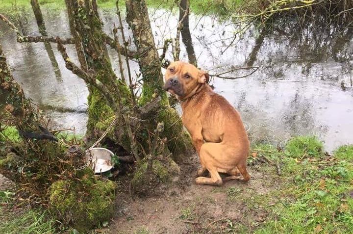 Un chien sauvé par des chasseurs en Vendée