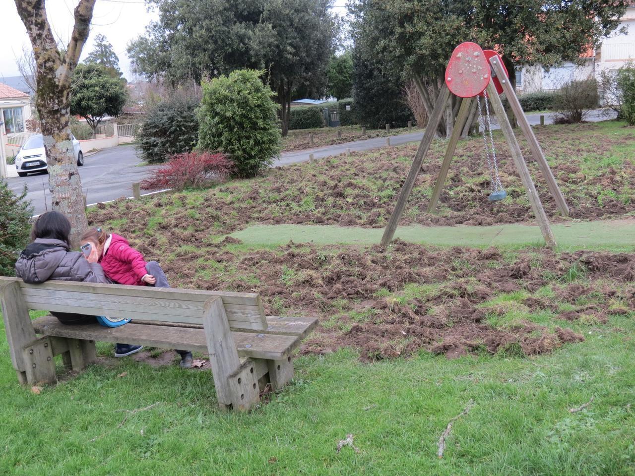 Loire-Atlantique : les sangliers inquiètent les habitants