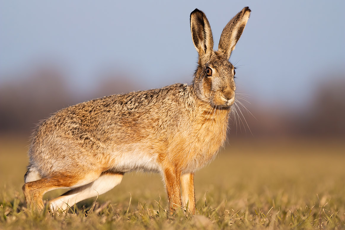 Bretagne : mortalité inquiétante chez les lièvres, la fédération des chasseurs informe.