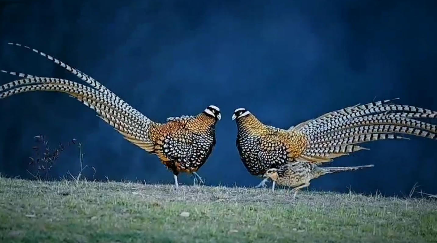 [Vidéo] Sublime parade de faisans vénérés - Chasse Passion