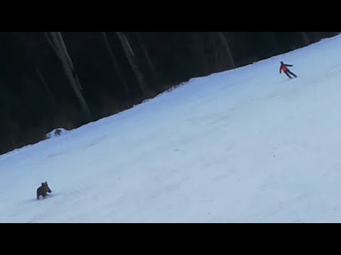 Roumanie : un ours poursuit un skieur sur une piste