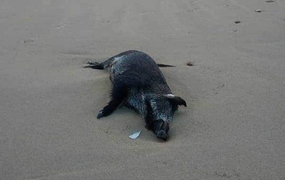 Un sanglier échoué sur la plage à Saint-Jean-de-Monts