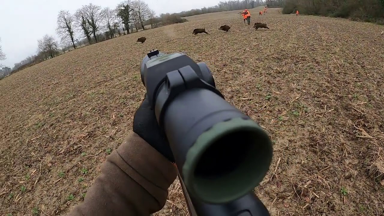 [Vidéo] scène d’anthologie au sanglier