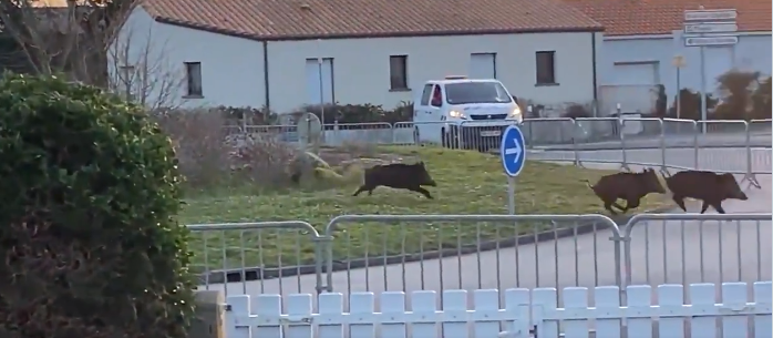 (Encore) des sangliers dans les rues de Saint-Hilaire-de-Riez