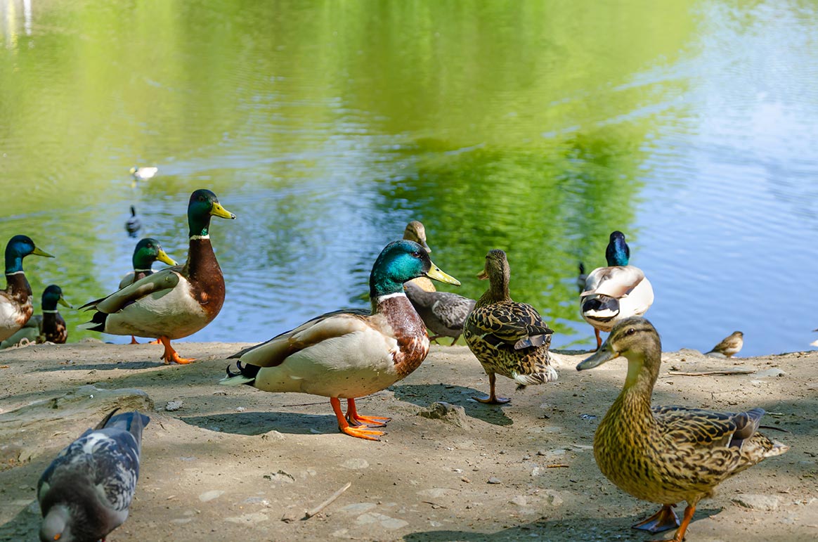 Un « commando » vegan s’attaque à des canards d’ornement