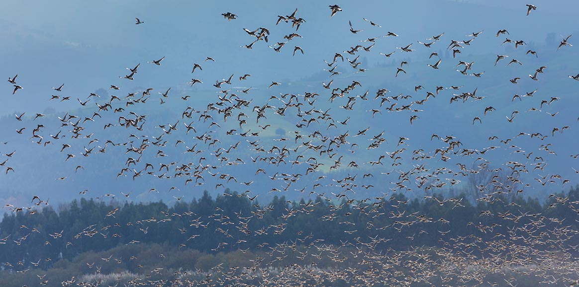 Pourquoi avons-nous vu autant de canards siffleurs sur nos côtes ces derniers jours ?