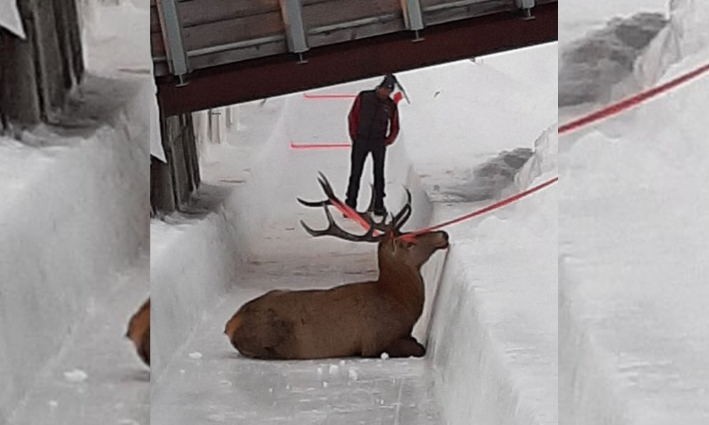 Un cerf coincé sur une piste de skeleton