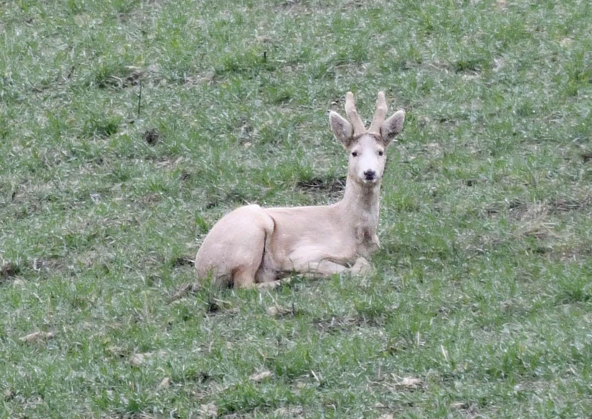 Un chevreuil blanc observé dans la Marne