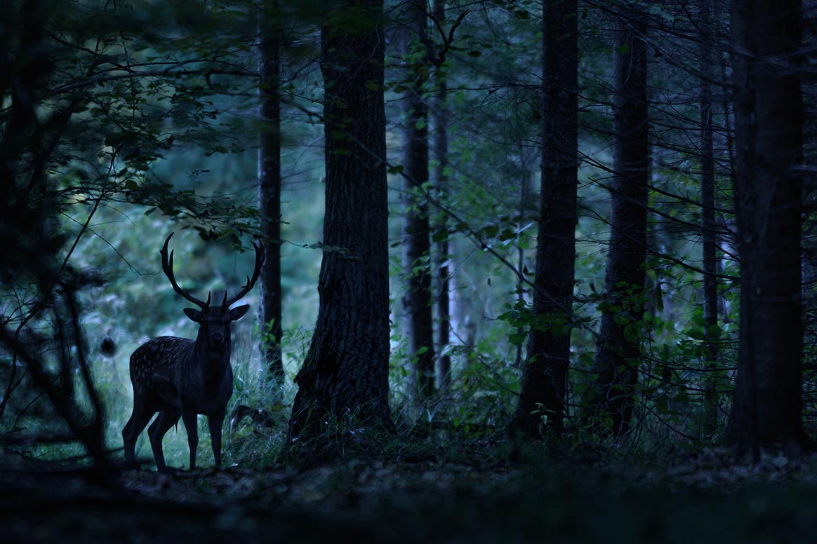 Chasse de nuit : la Fédération de chasse du Haut-Rhin s’oppose à la préfecture