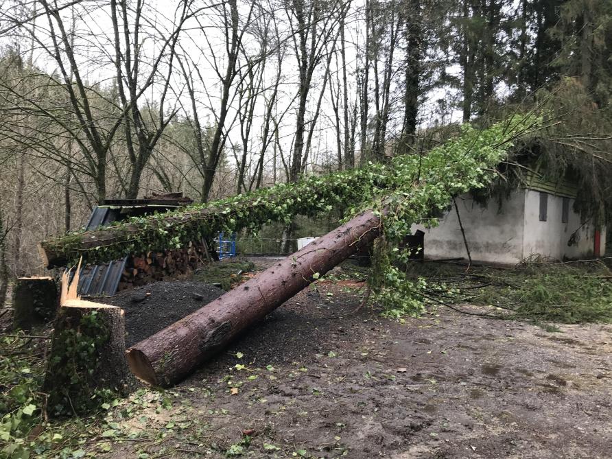 Ardennes : 2 arbres abattus sciemment pour écrouler une cabane de chasse