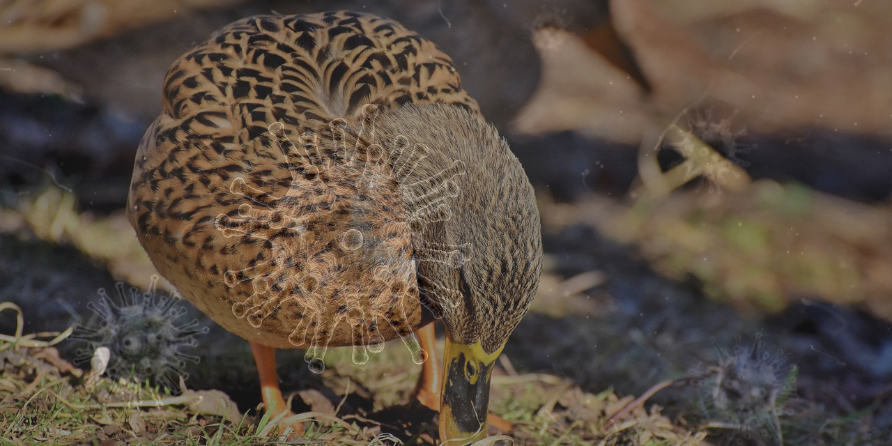 Transmission possible de la grippe aviaire à l’homme en Russie