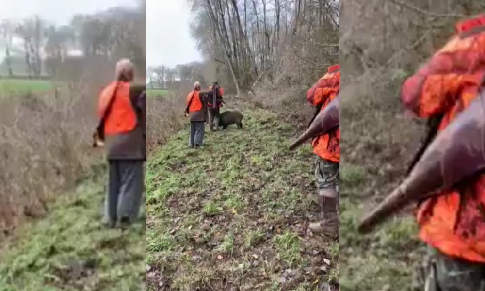 Sanglier tiré à bout portant : indignation unanime du monde de la chasse