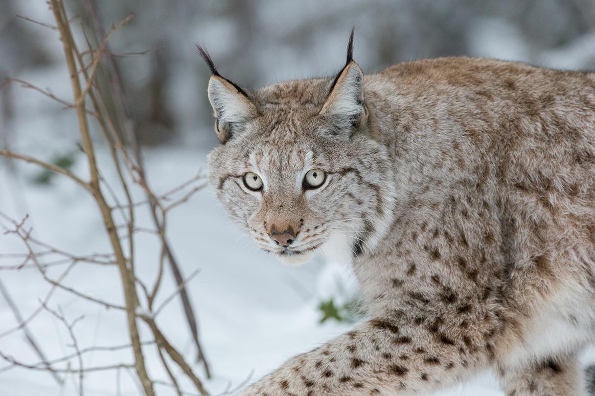 Trop de Lynx dans le Doubs selon l’OFB