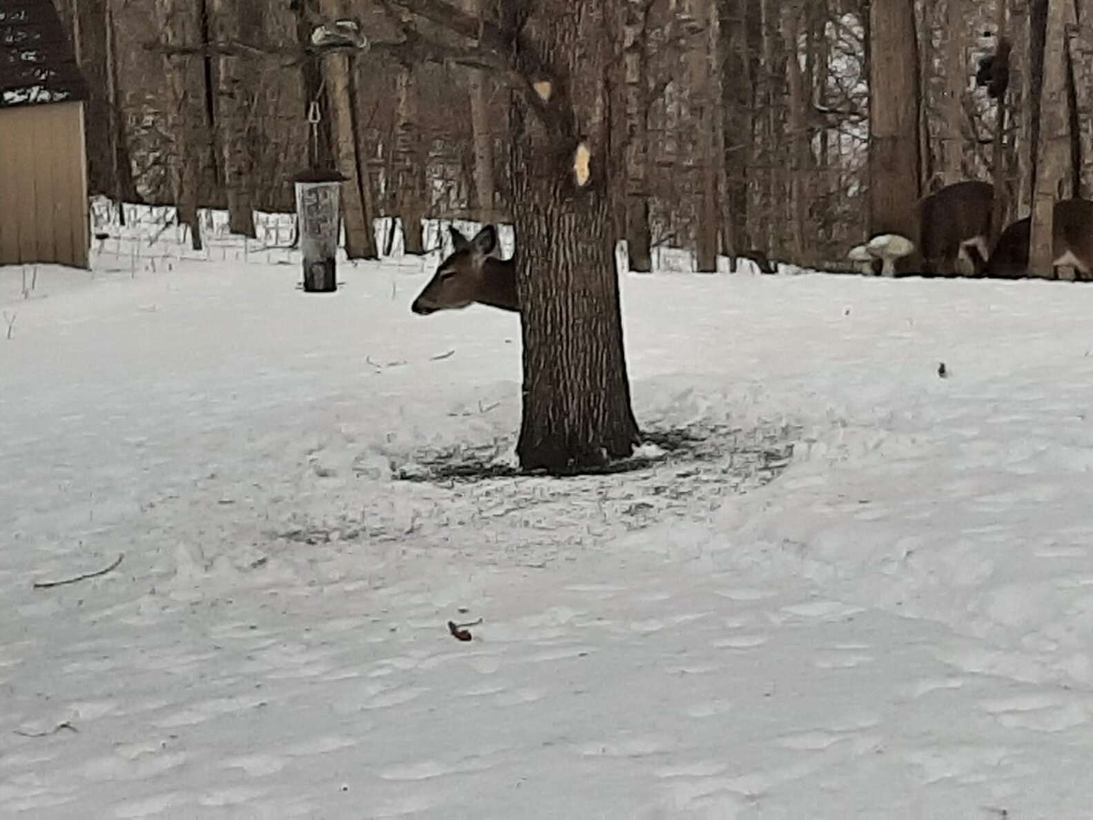 La photo du cervidé de Huntington qui affole les réseaux sociaux