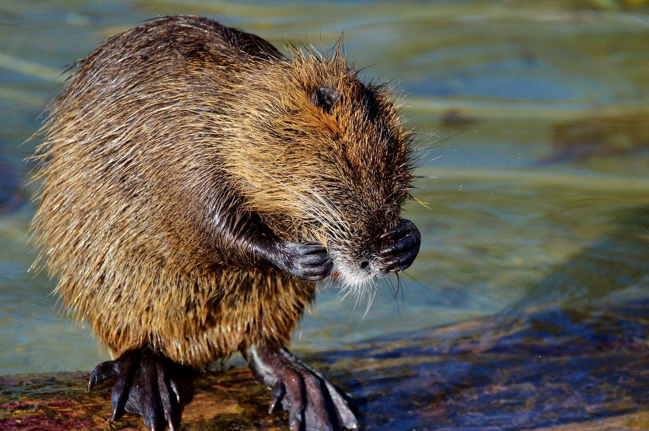 En Seine-Maritime, on cherche des piégeurs pour lutter contre les ragondins et les rats musqués