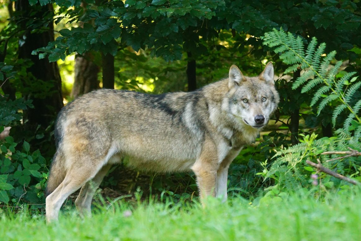 Un loup abattu dans la Drôme