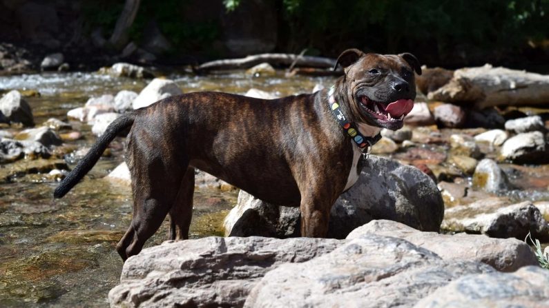 Une femme tue un american staff qui s’est attaqué à elle et son chien