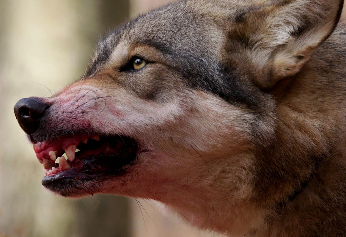 Un chasseur et son chien attaqués par un loup
