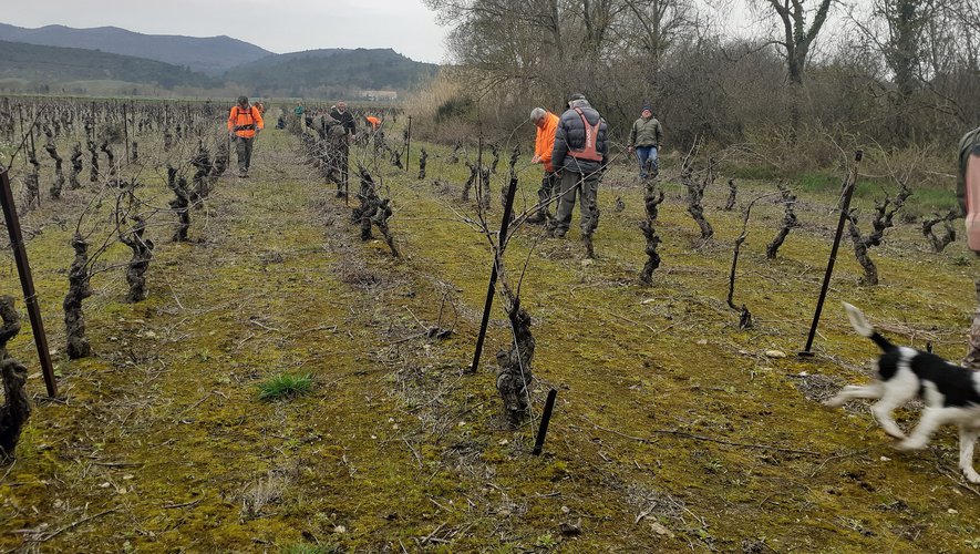 A Taurize, les chasseurs aident à l’entretien des vignes