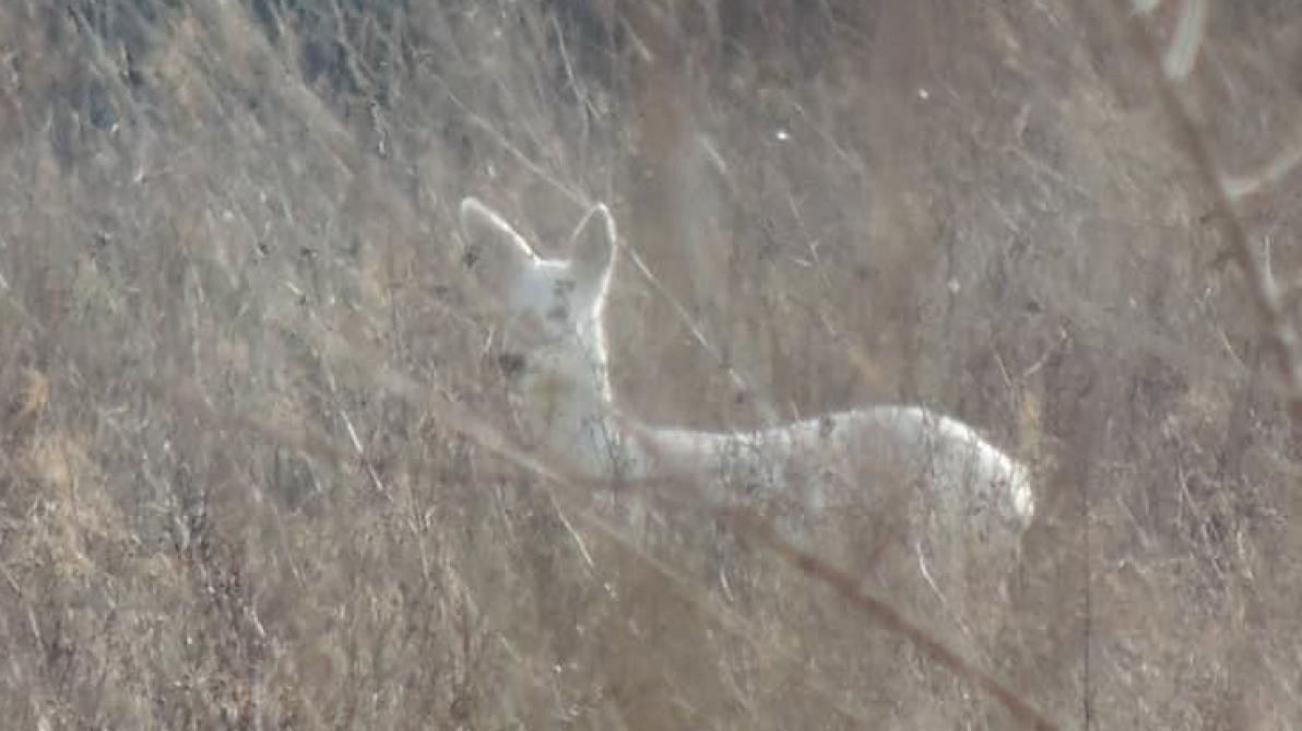 Un chevreuil blanc observé dans l’Aube