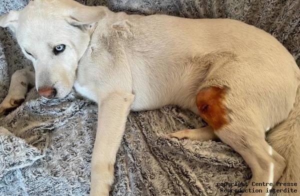 Un sanglier charge et blesse le chien d’un promeneur à Châtellerault