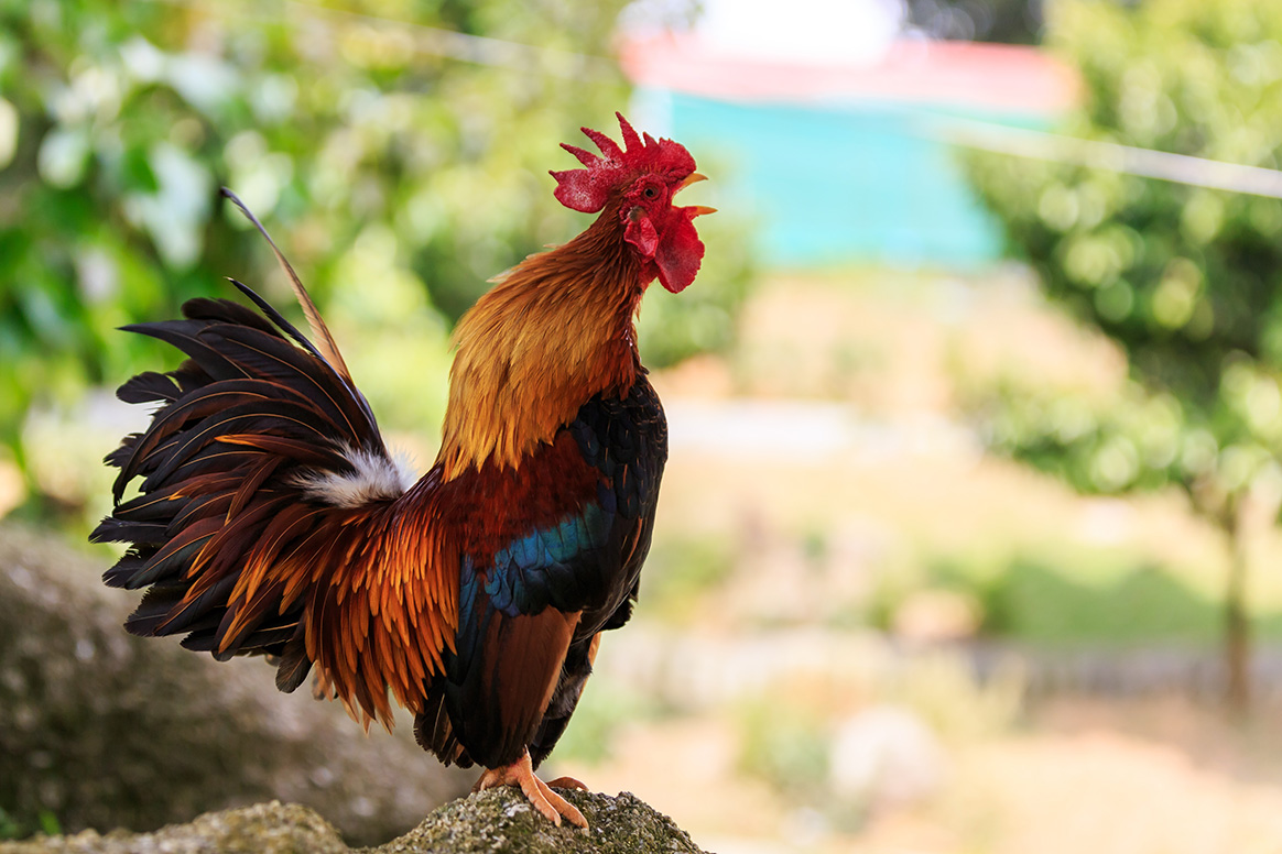 Dordogne : un coq qui chante trop jugé par contumace