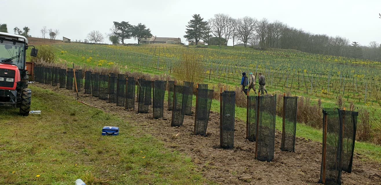 680 kilomètres de haies plantées par les chasseurs en 30 ans en Auvergne Rhône-Alpes