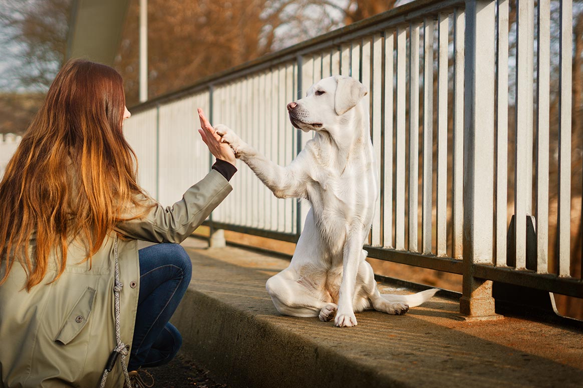 Un chien de chasse pour apaiser les élèves d’un lycée