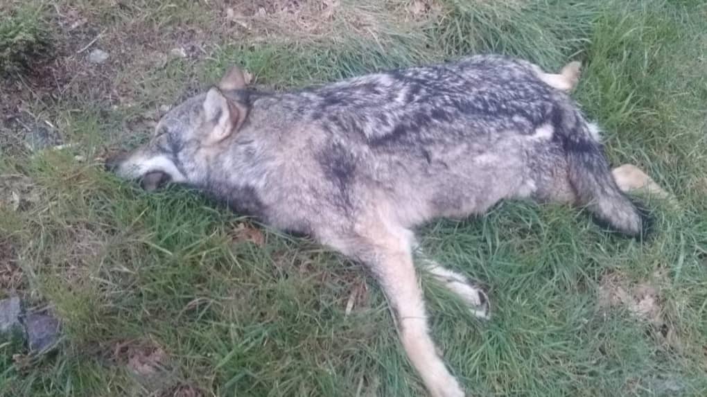 Vienne : un loup « probablement » percuté par un train