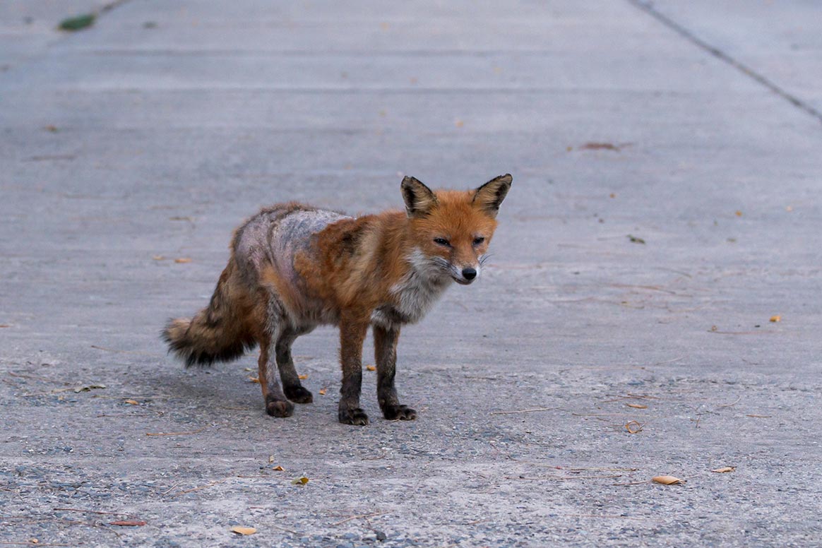 Les attaques de renards sur l’Homme se multiplient et cela inquiète les experts Corses