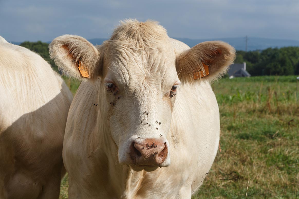 Un maire veut offrir une vache aux élus écologistes de Lyon