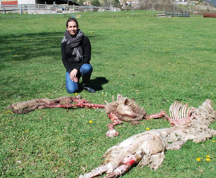 Une meute de loups tue 7 moutons dans les Alpes-de-Haute-Provence