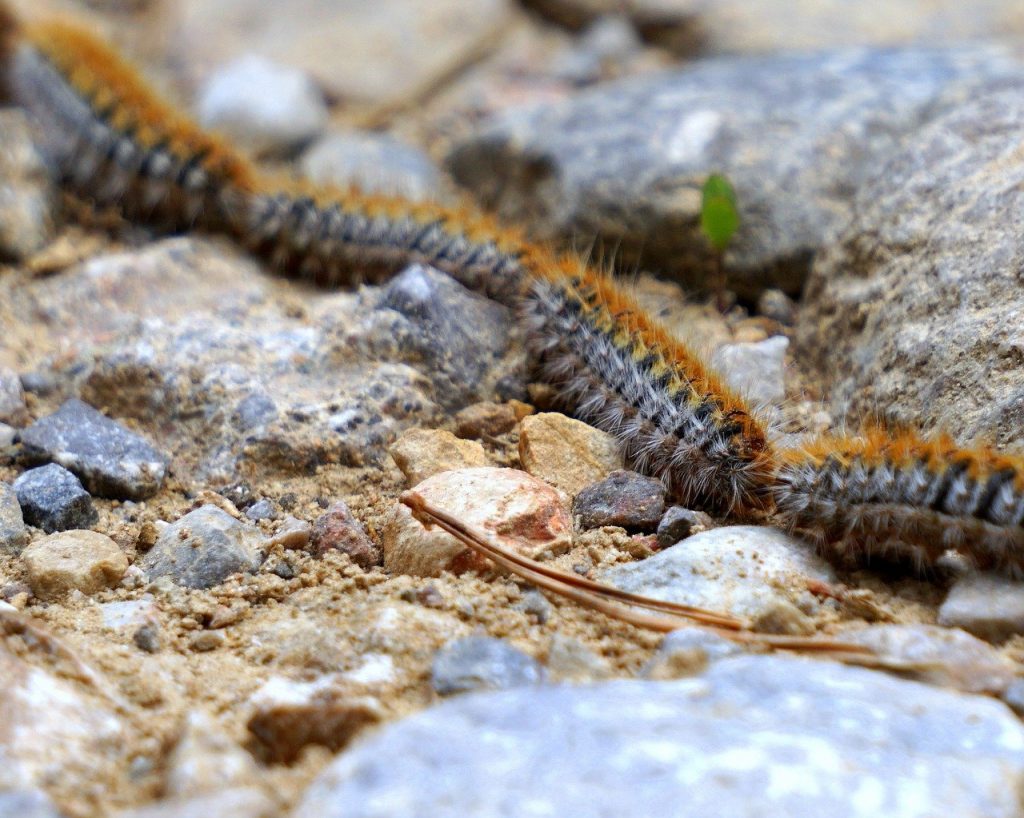 Chenille processionnaire au sol