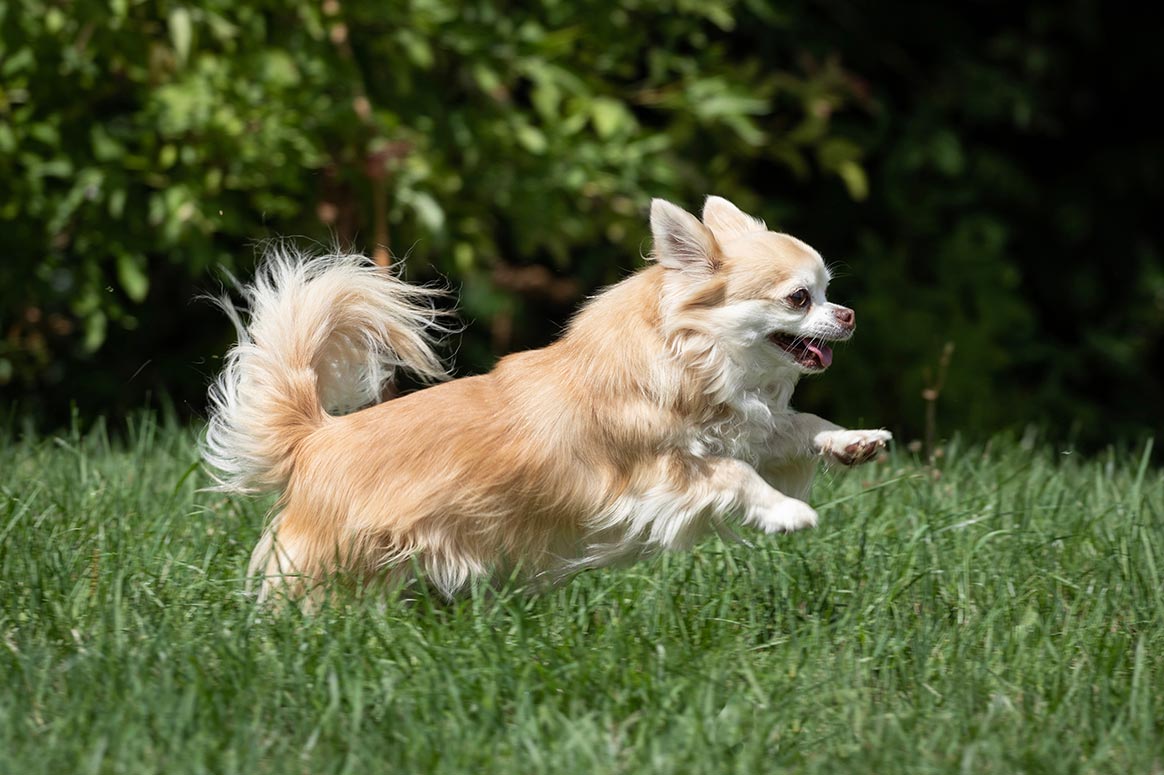 Insolite : un rapace capture un chihuahua dans un jardin