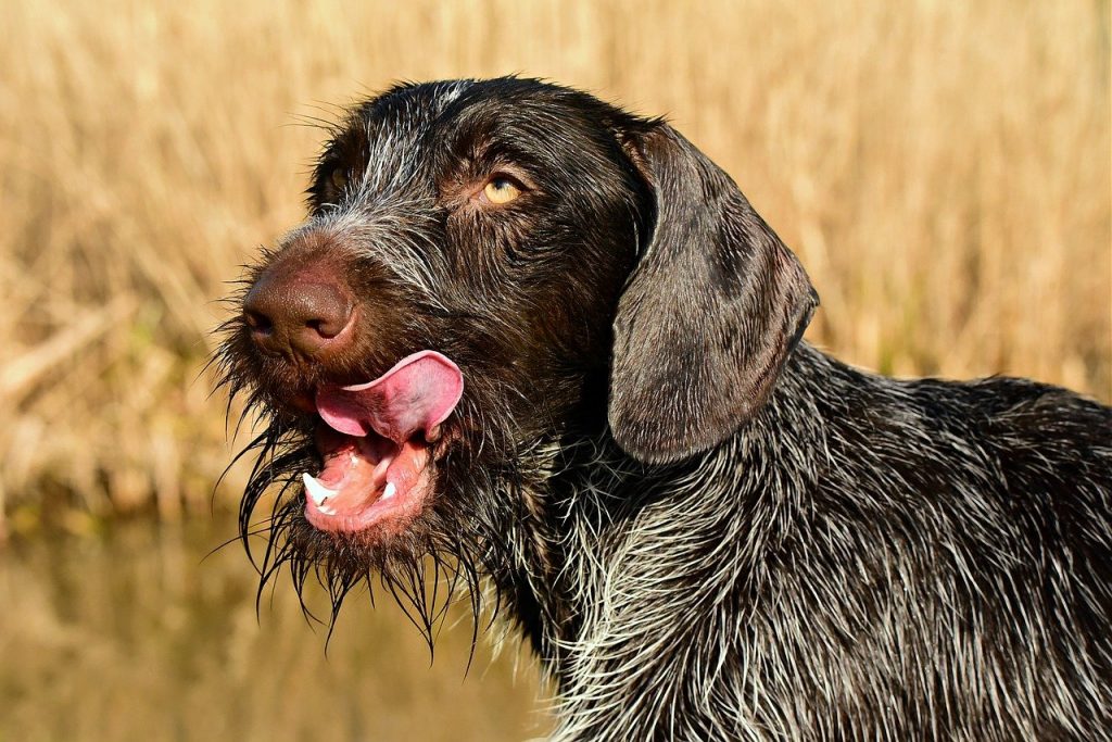 Chenille processionnaire sur langue de chien