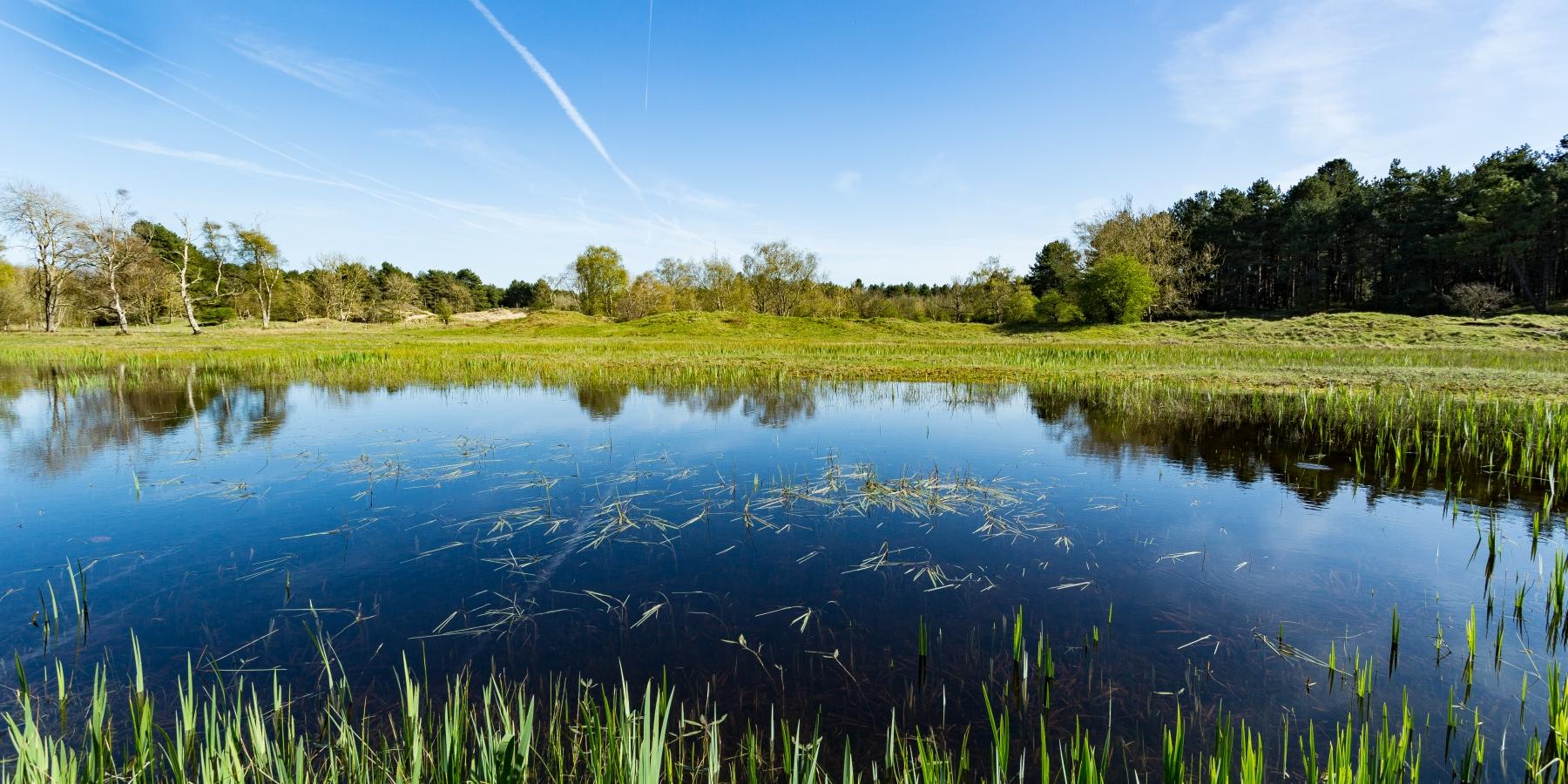 Une nouvelle espèce de canard dans le parc du Marquenterre