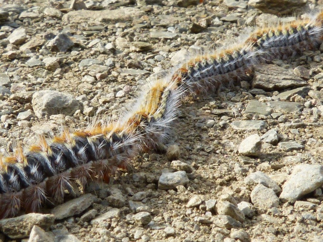 La chenille Processionnaire