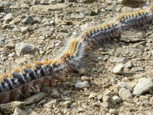 La chenille Processionnaire