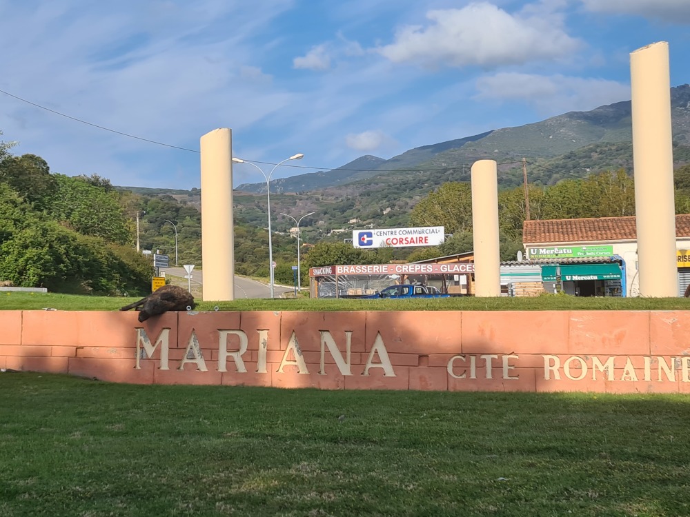 Corse : un sanglier déposé sur un rond-point