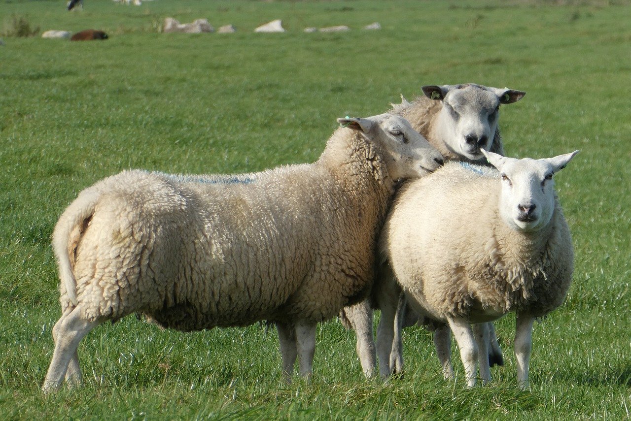 Savoie : 20 moutons tués dans une nouvelle attaque de loups