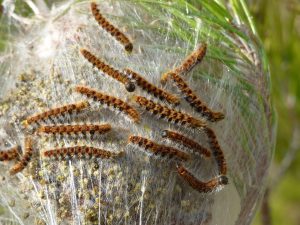 Nid de chenilles Processionnaire